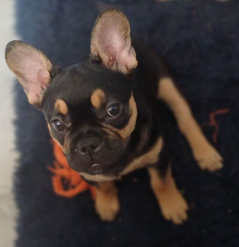 French Bulldog Puppies