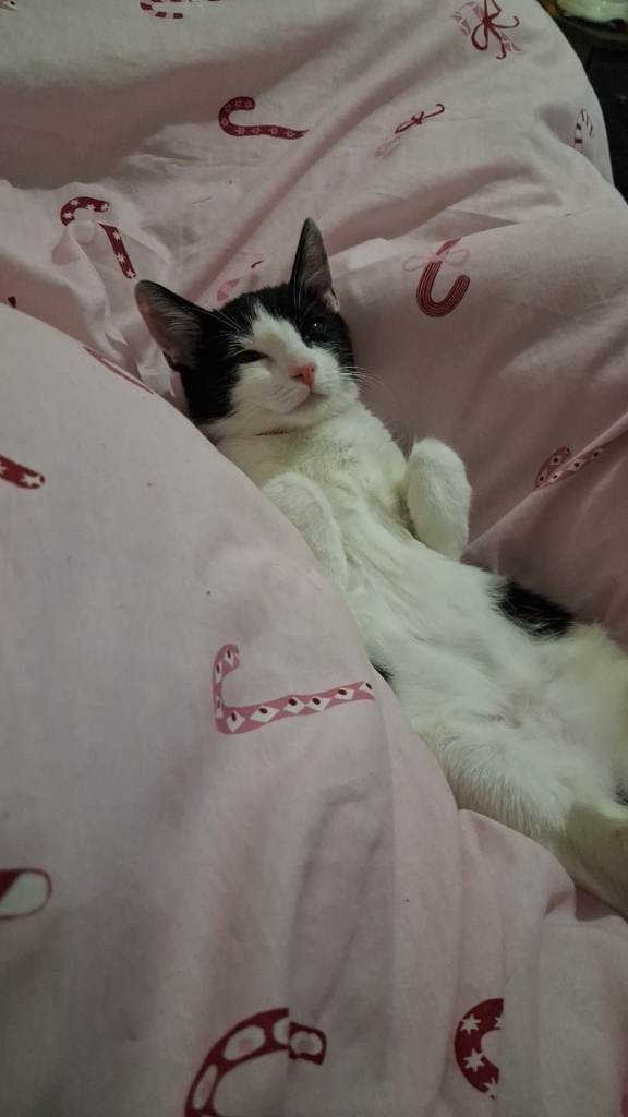 4 month old kittens needs a loving home