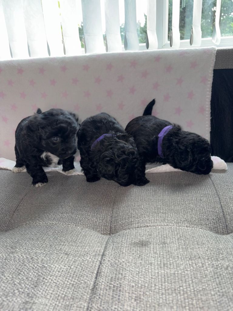 Cavachon x Zuchon Pups for sale