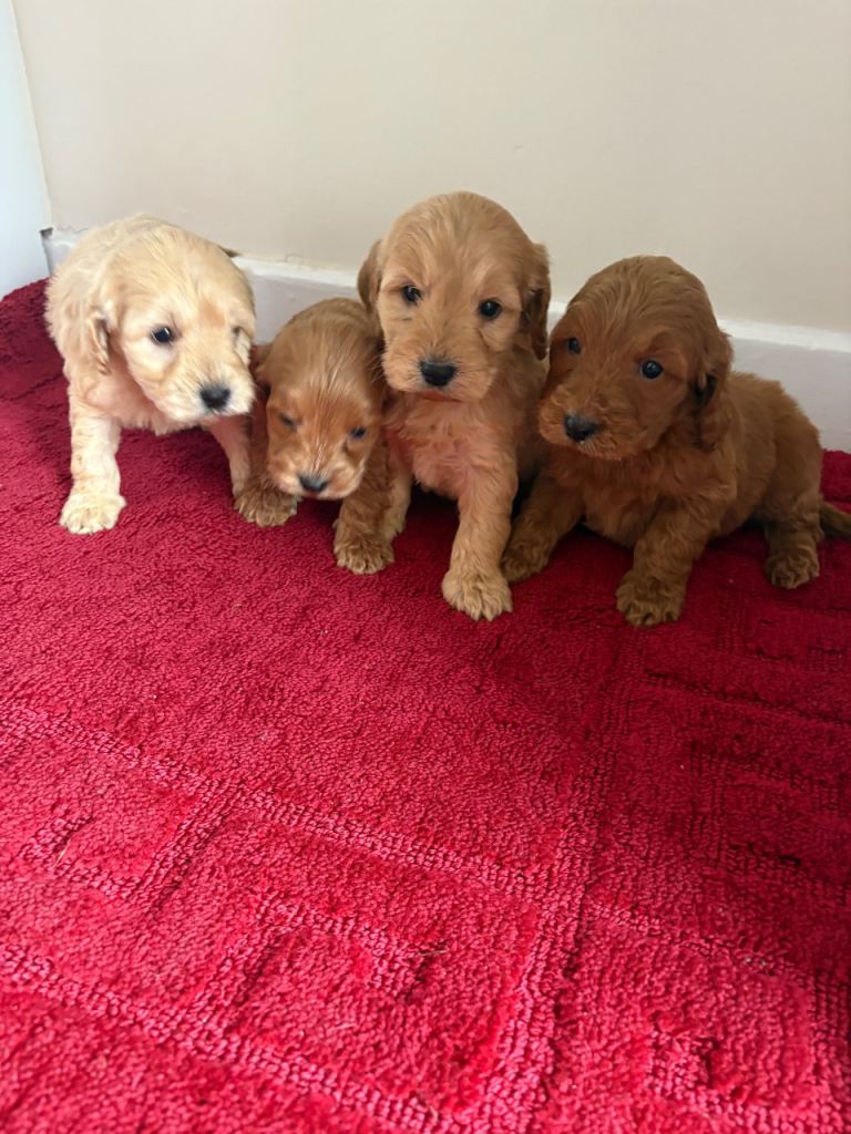4 stunning cockapoo puppies for sale 