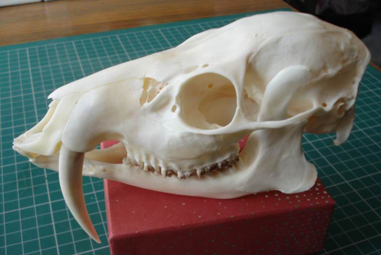 CHINESE WATER DEER BUCK SKULL/TAXIDERMY
