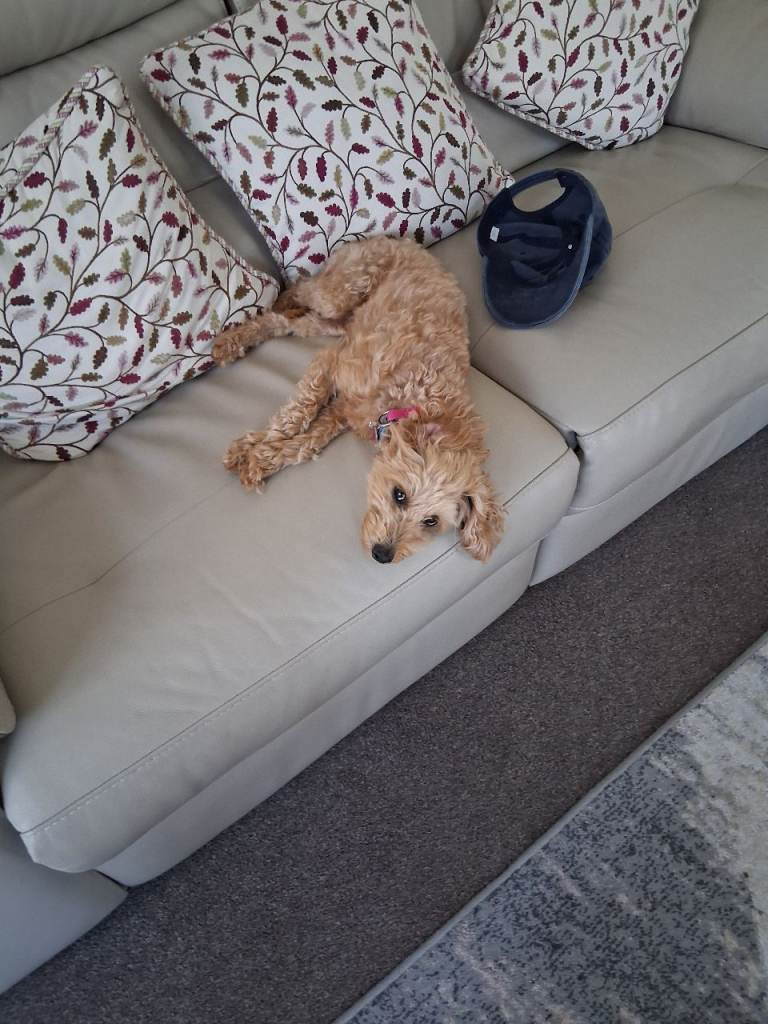 3 Yr old cockerpoo