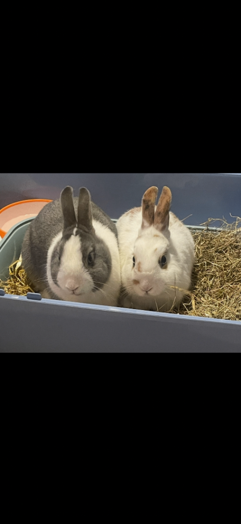 2 x rabbits 