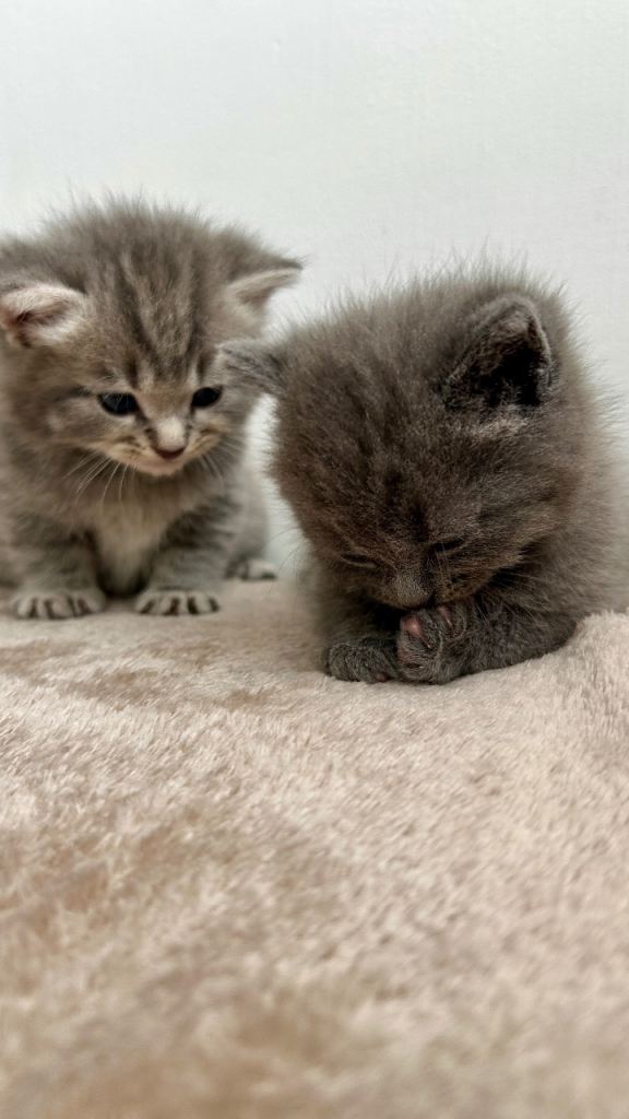 Lovely Grey/Tabby Kittens 🩷