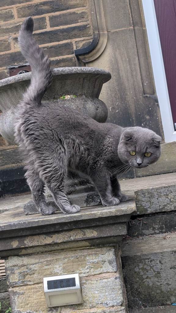 British short hair Cat