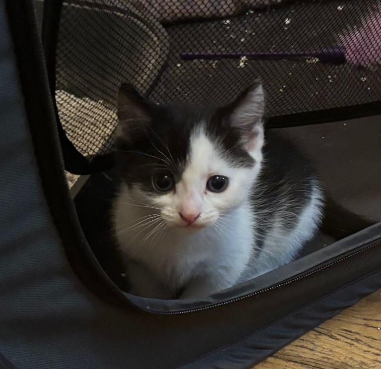 2 kittens for sale 