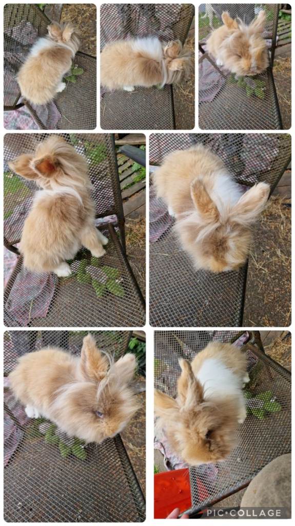 3 beautiful females mini lion lop x lionhead 