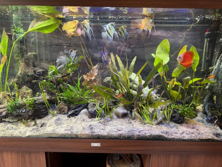 Tropical fish for sale 