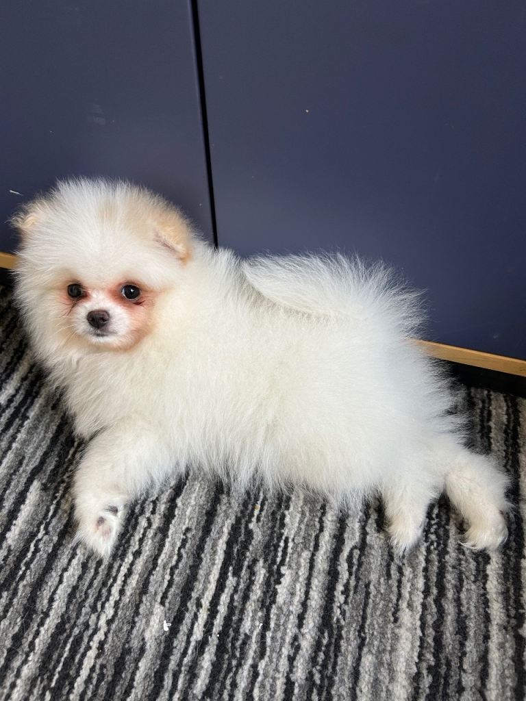 Pomeranian Female Ready to Rehome