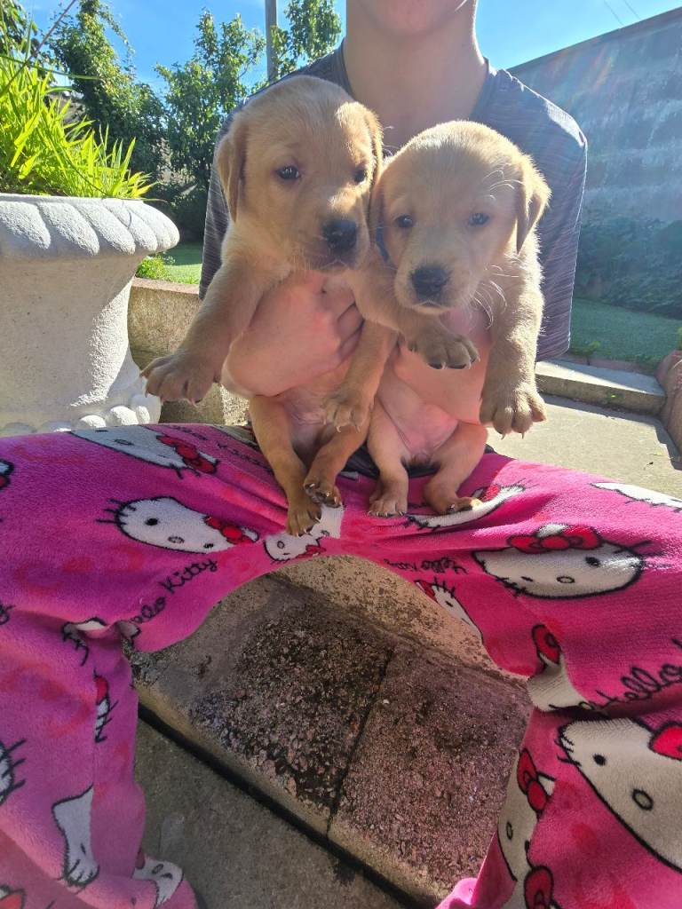 Labrador Puppies 