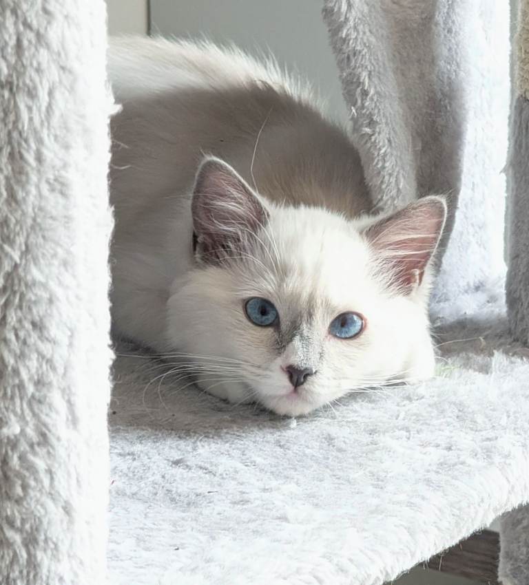 RTG!Champion,TICA reg female Ragdoll kitten 