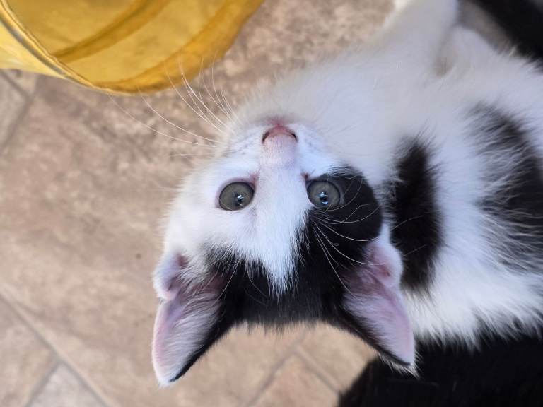 cats for sale 