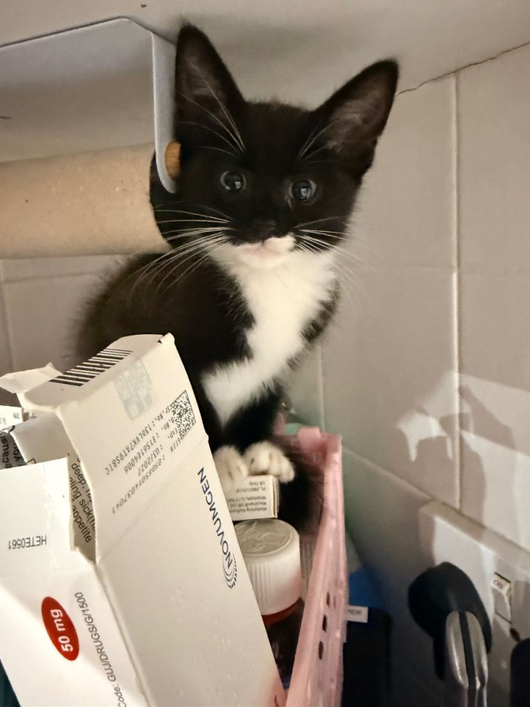  11 week old kitten 