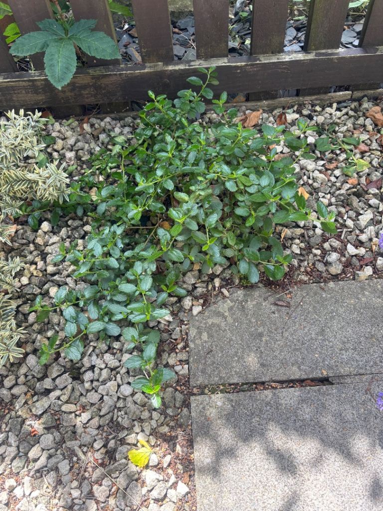 Small Ceanothus Italian Skies