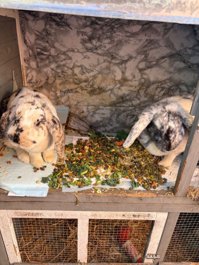 2 female rabbits