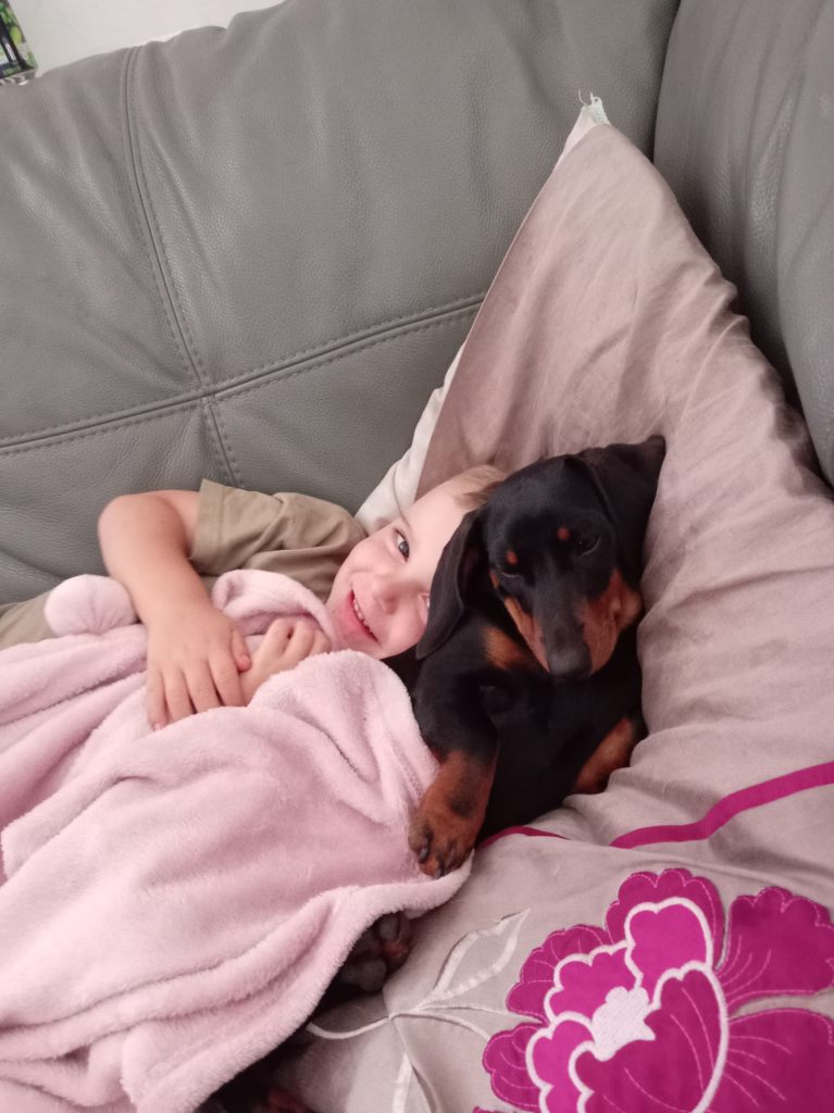 Miniature dachshund 