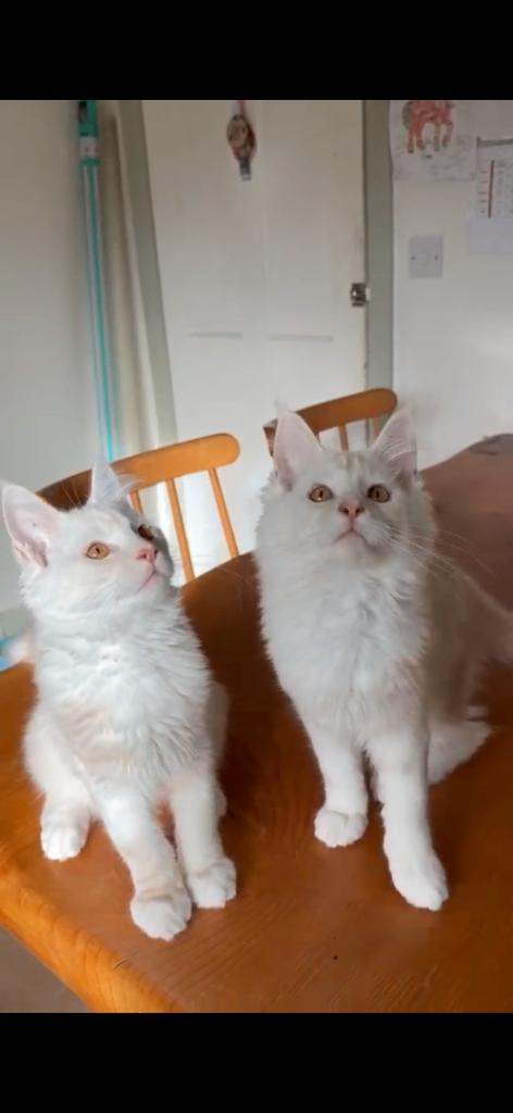 2 Beautiful full Maine Coon boys 
