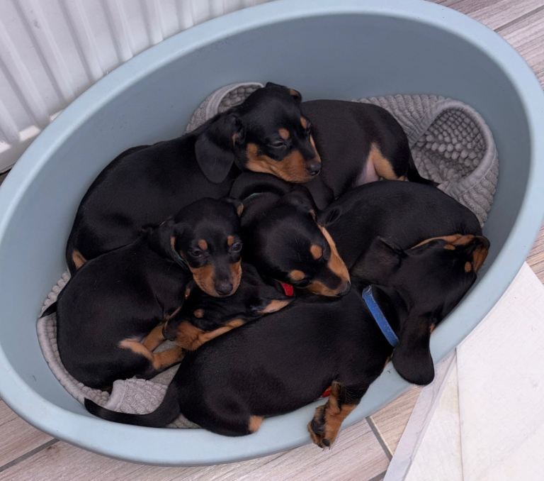 Dachshund miniature puppies 