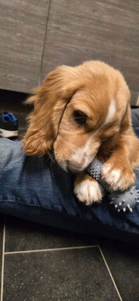 Cocker Spaniel 6 months old