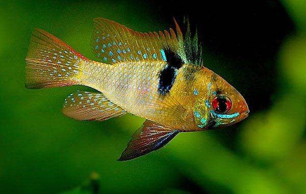 Electric Blue Acara