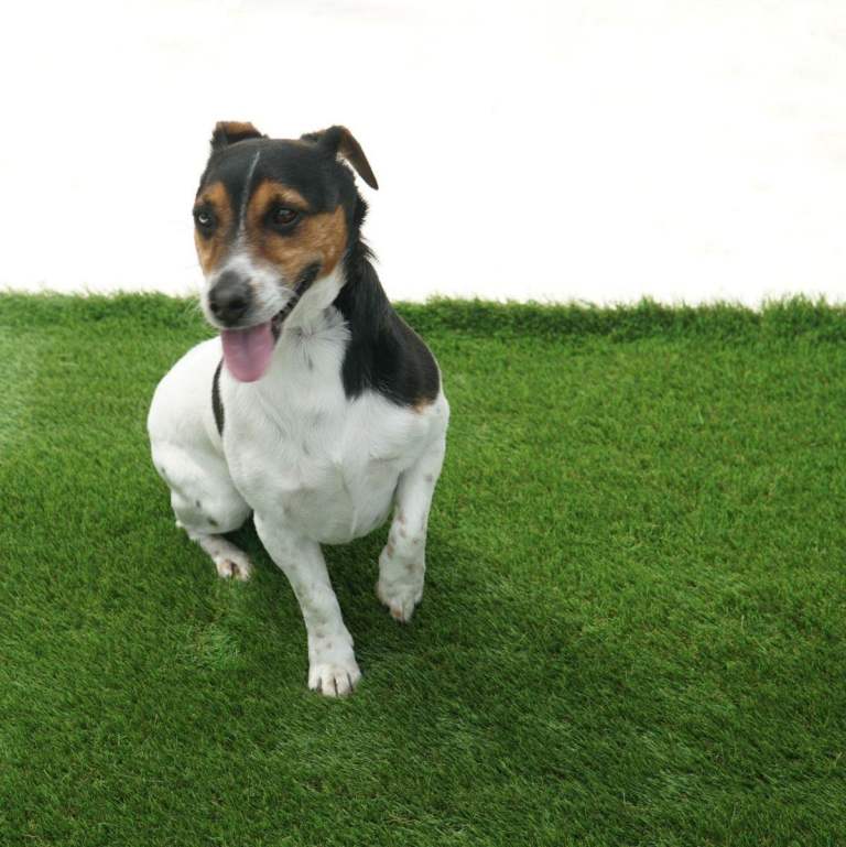 Dog-Friendly Artificial Grass – From £4.99/m²