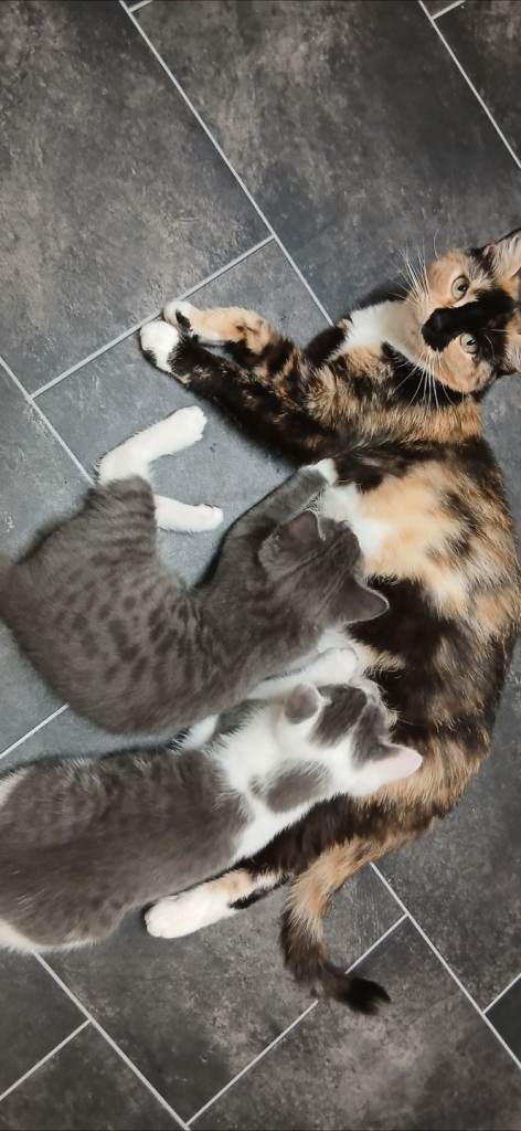 Kittens