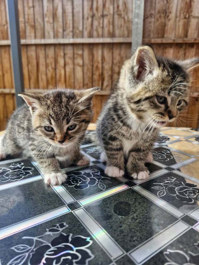 🐾 Adorable British Kittens Looking for Their Forever Homes! 🐾