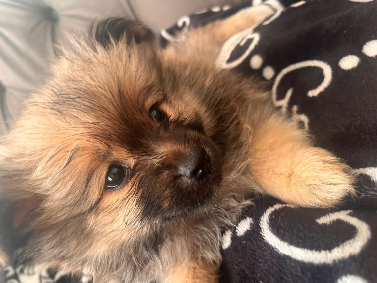 pomeranian Puppies 