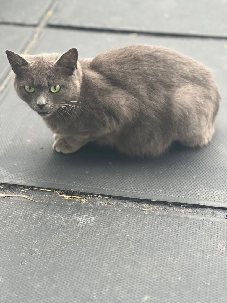 Cat female two years old British Shorthair fully grey