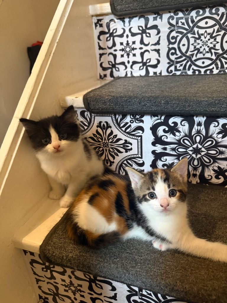 Kittens 1 boy 1 girl 