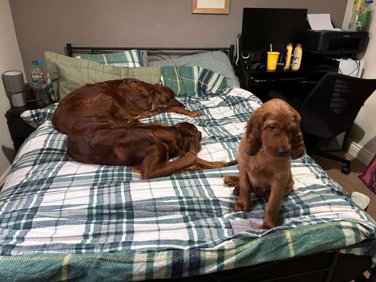Irish Setter Puppies (1 boy left)