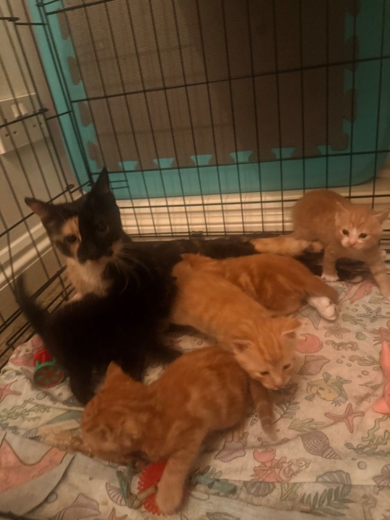 5 male kittens 