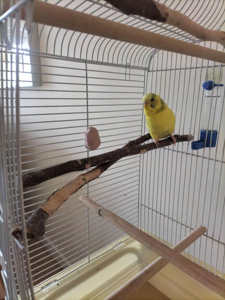 Friendly budgie with cage and stand