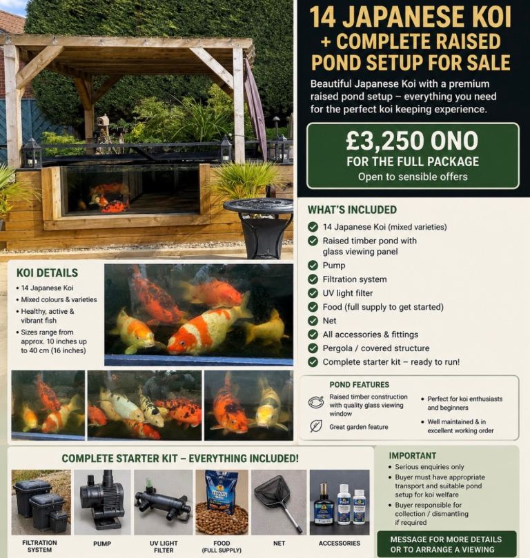 14 Japanese Koi + Complete Raised Pond Setup for Sale