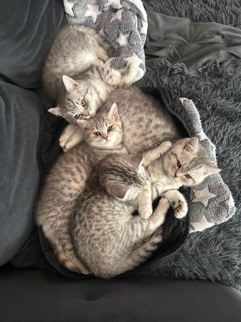 *Price reduced* GCCF Silver pointed kittens 