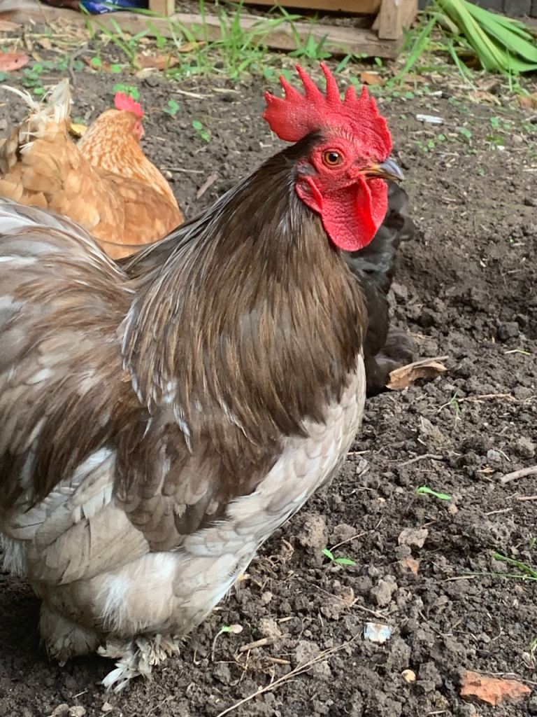 Blue rooster 
