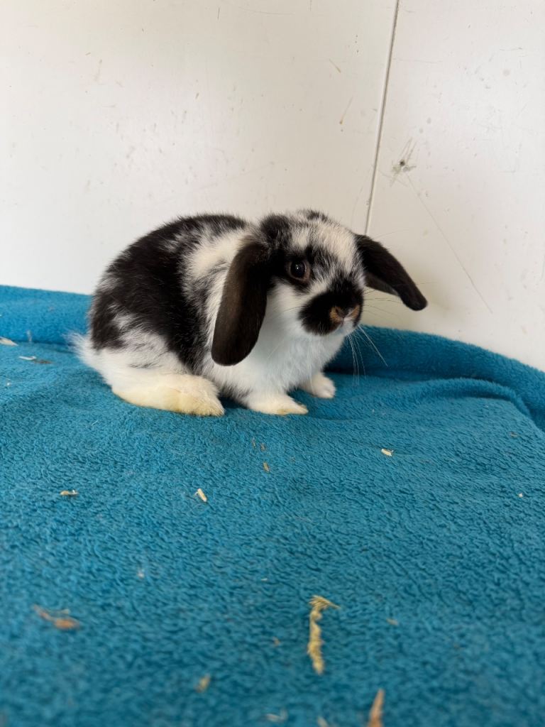 Pure breed mini lops ready to leave next weekend 