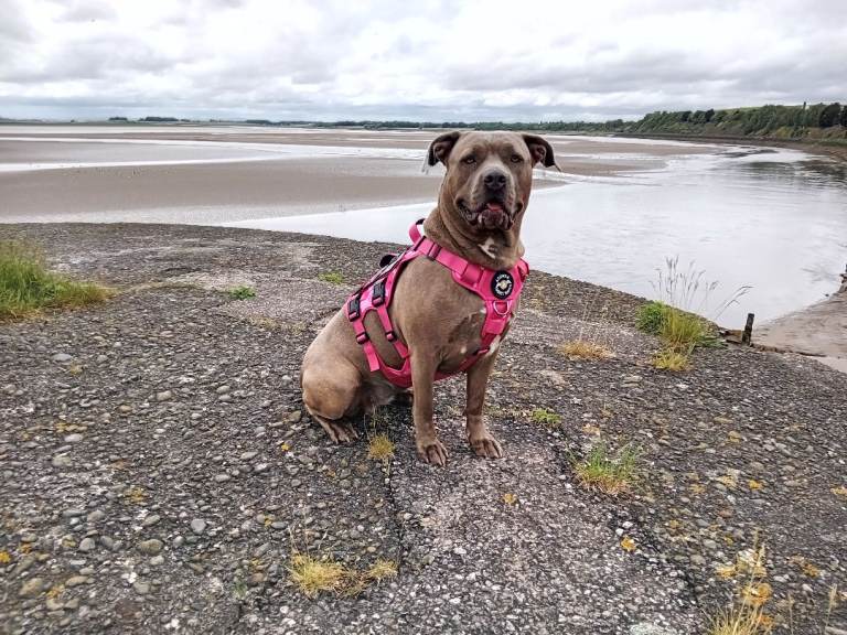 2yr old cane corso cross