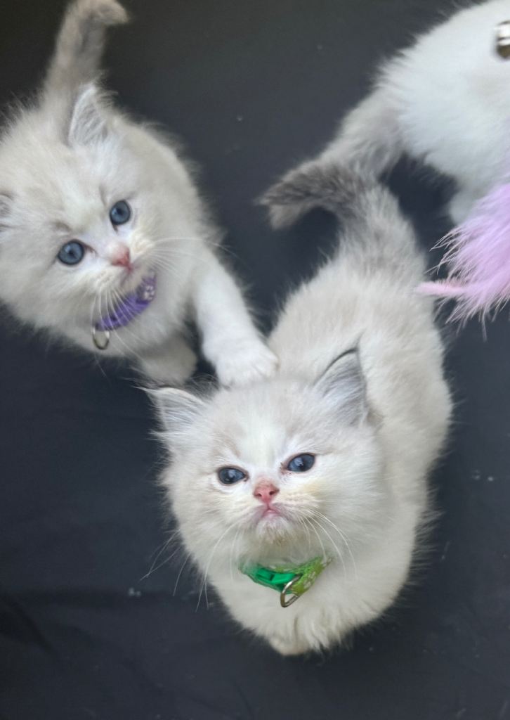Pure Ragdoll kittens ready 20th December