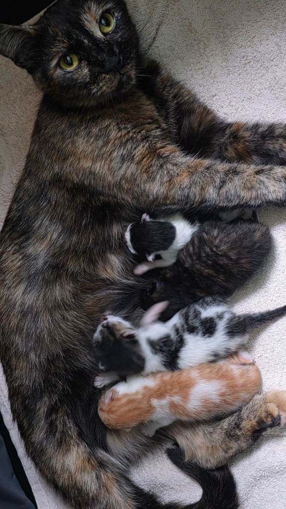 Gorgeous kittens available 