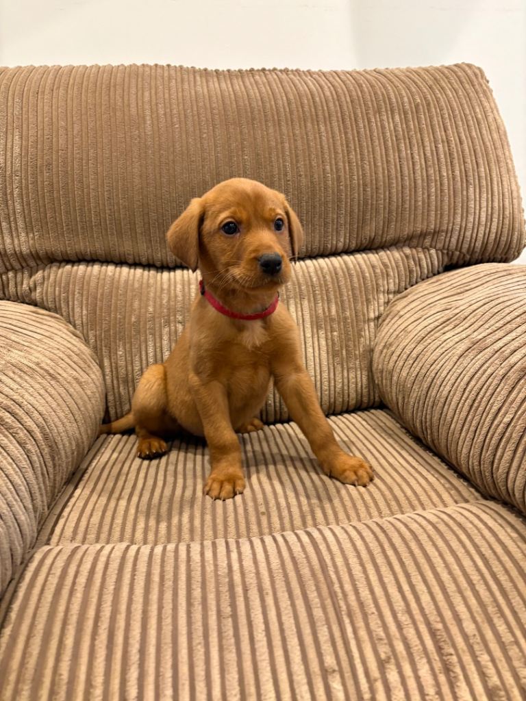 *Ready to go* 2 Gorgeous Fox Red Labradors available 