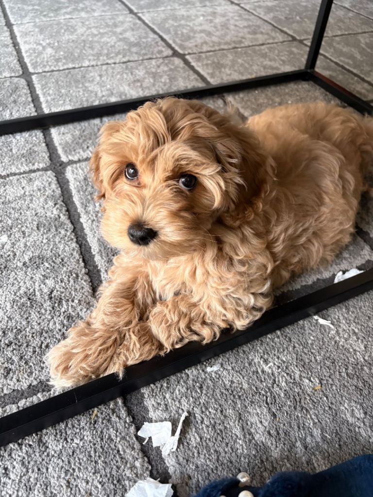 Gorgeous maltipoo puppy for sale