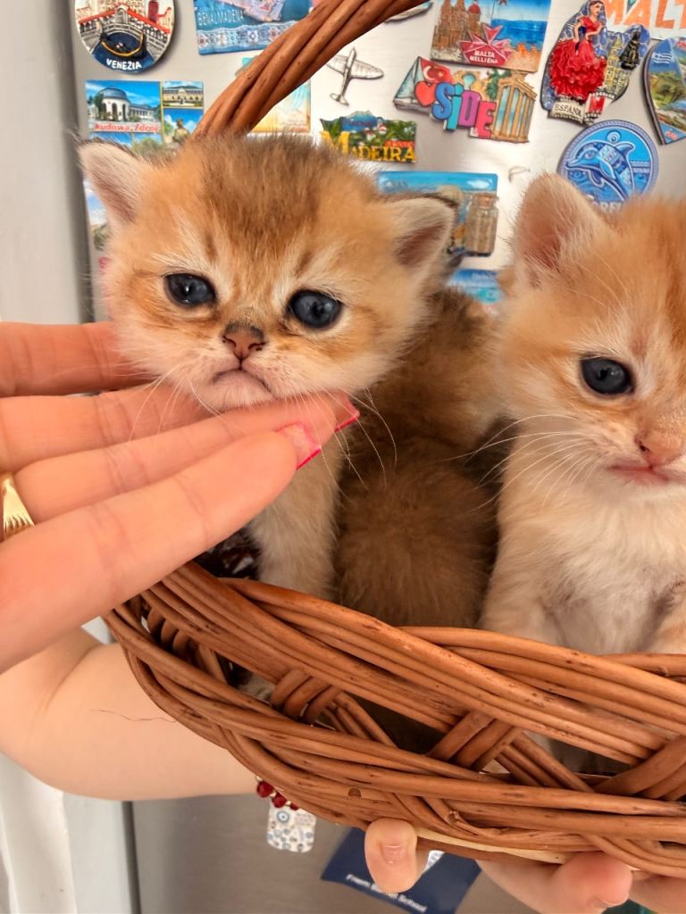 Adorable BSH kittens ready to reserve 