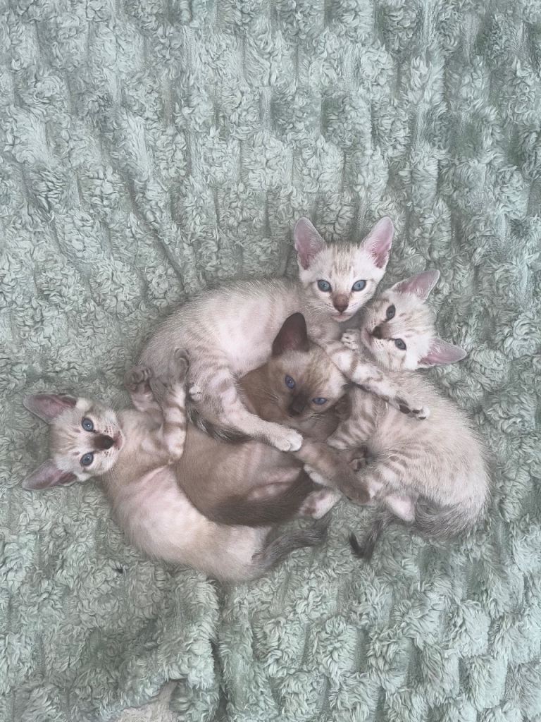 Beautiful Snow Bengal Kittens (Lynx & Charcoal Sepia)