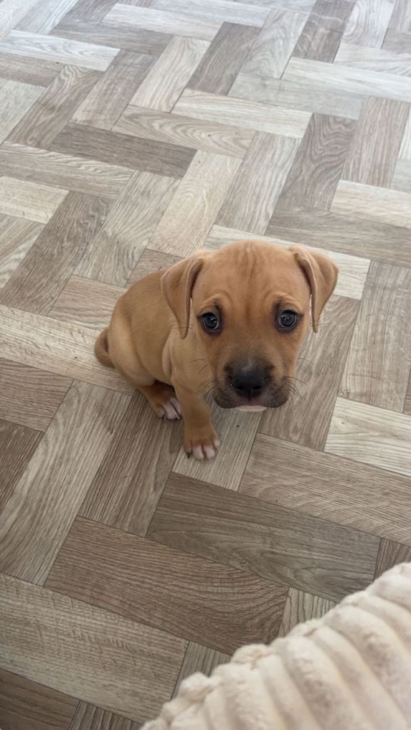 staffordshire bull terrier