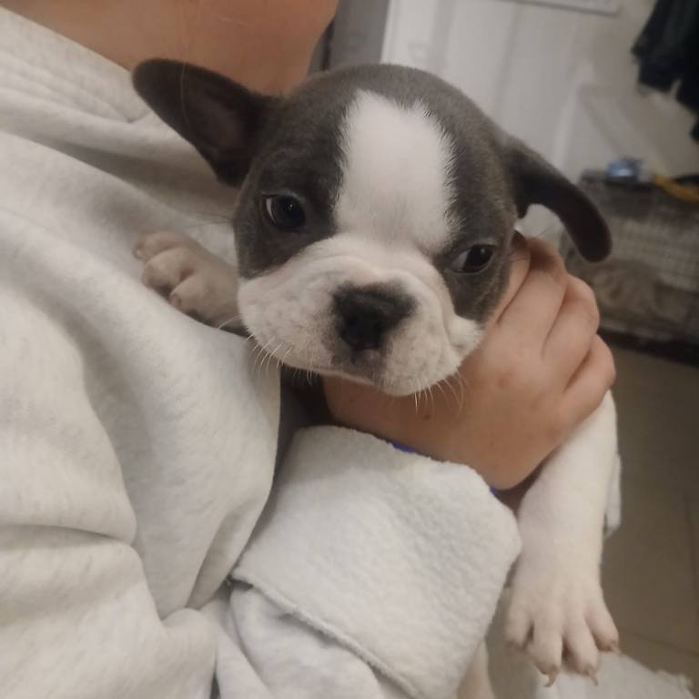 Frenchie x Pug