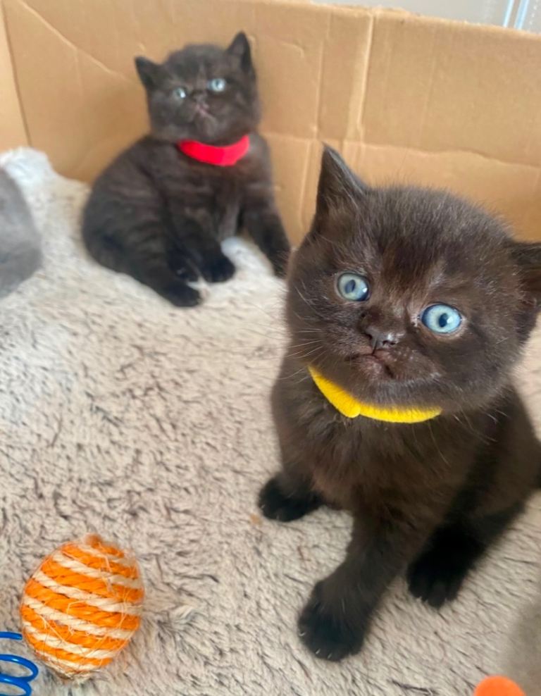 British Shorthair Kittens 