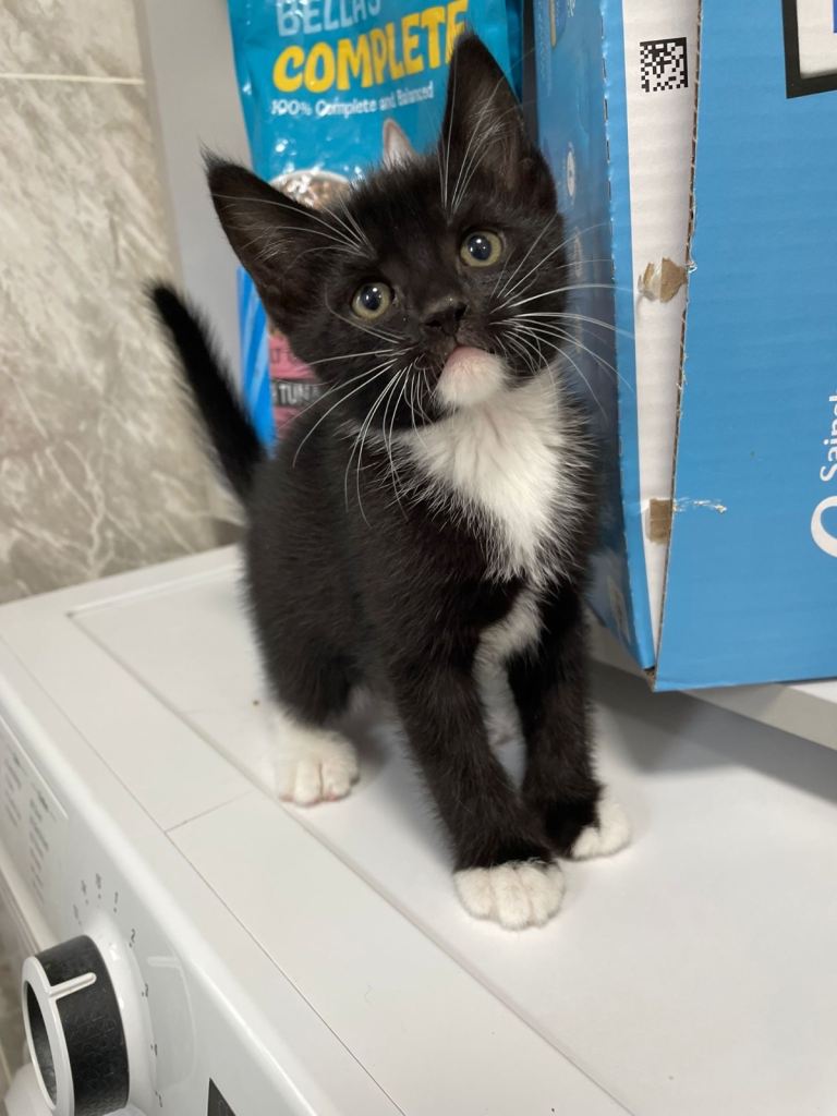 Little Kittens 4x bargain sale