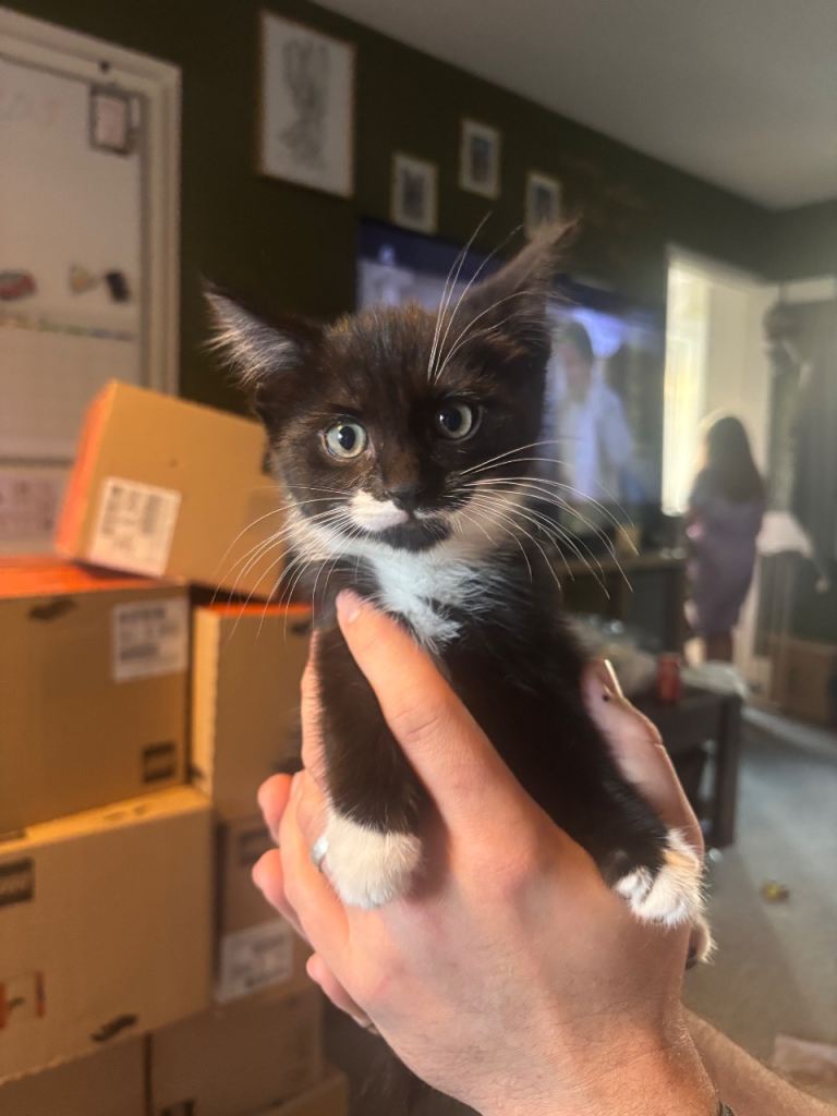 Kittens AVAILABLE NOW 
