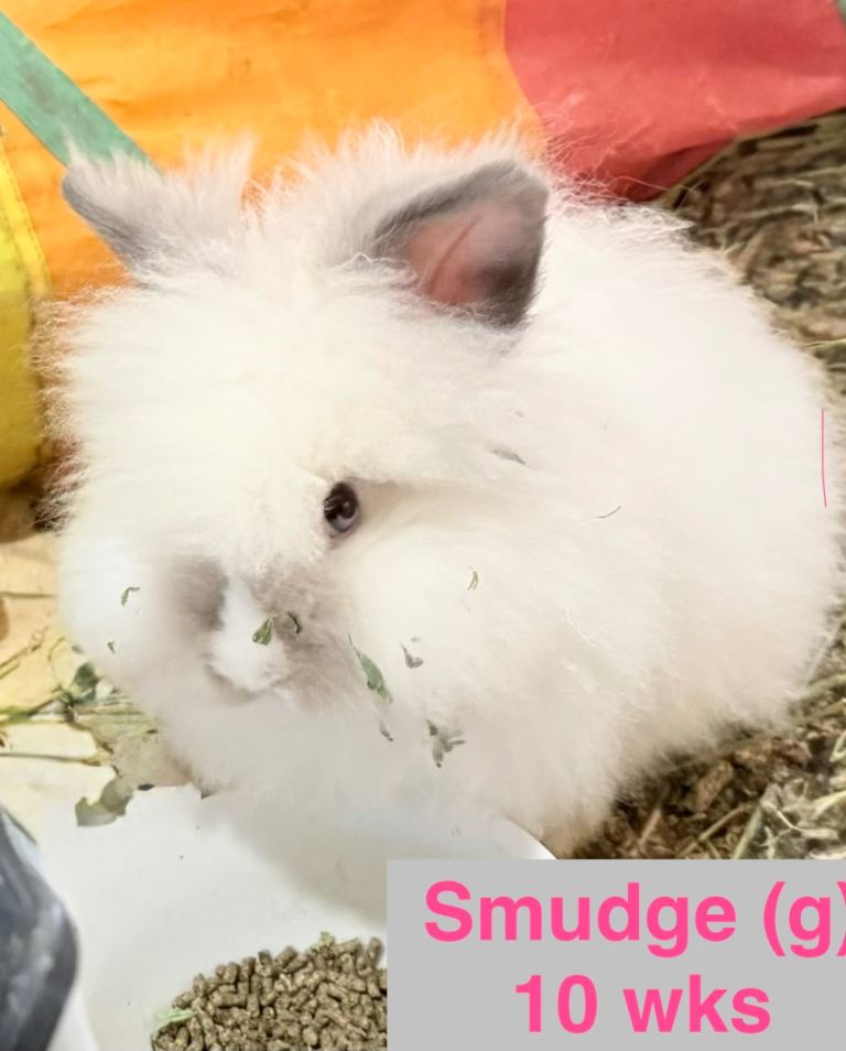 Double Maned Lionhead READY NOW 